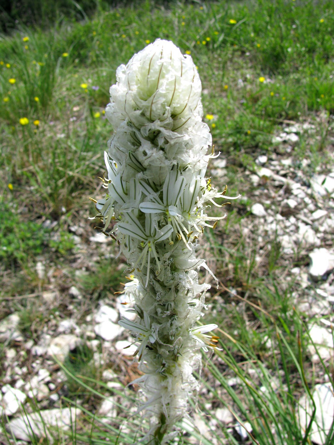 Изображение особи Asphodeline taurica.