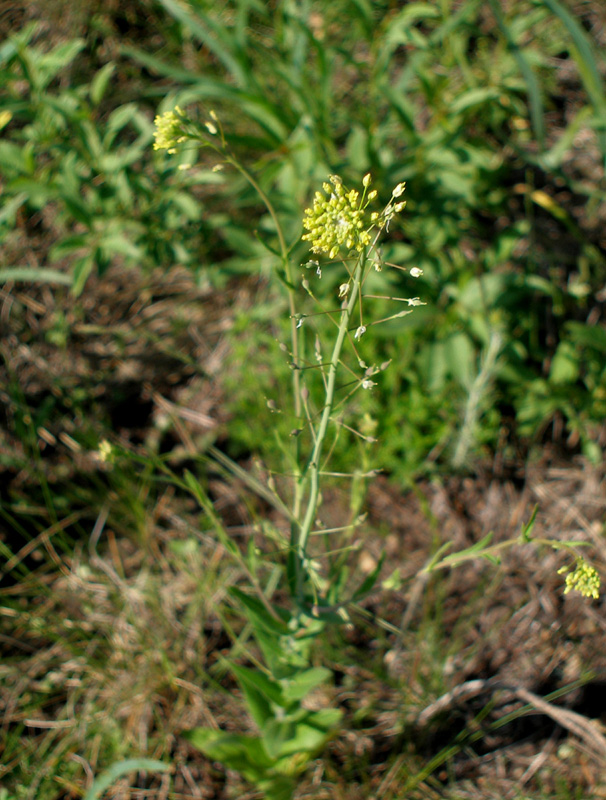 Изображение особи Camelina microcarpa.