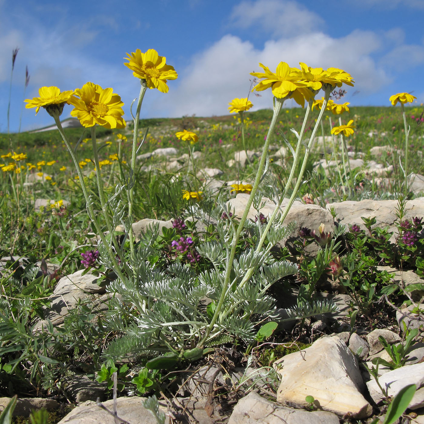 Image of Anthemis marschalliana ssp. pectinata specimen.