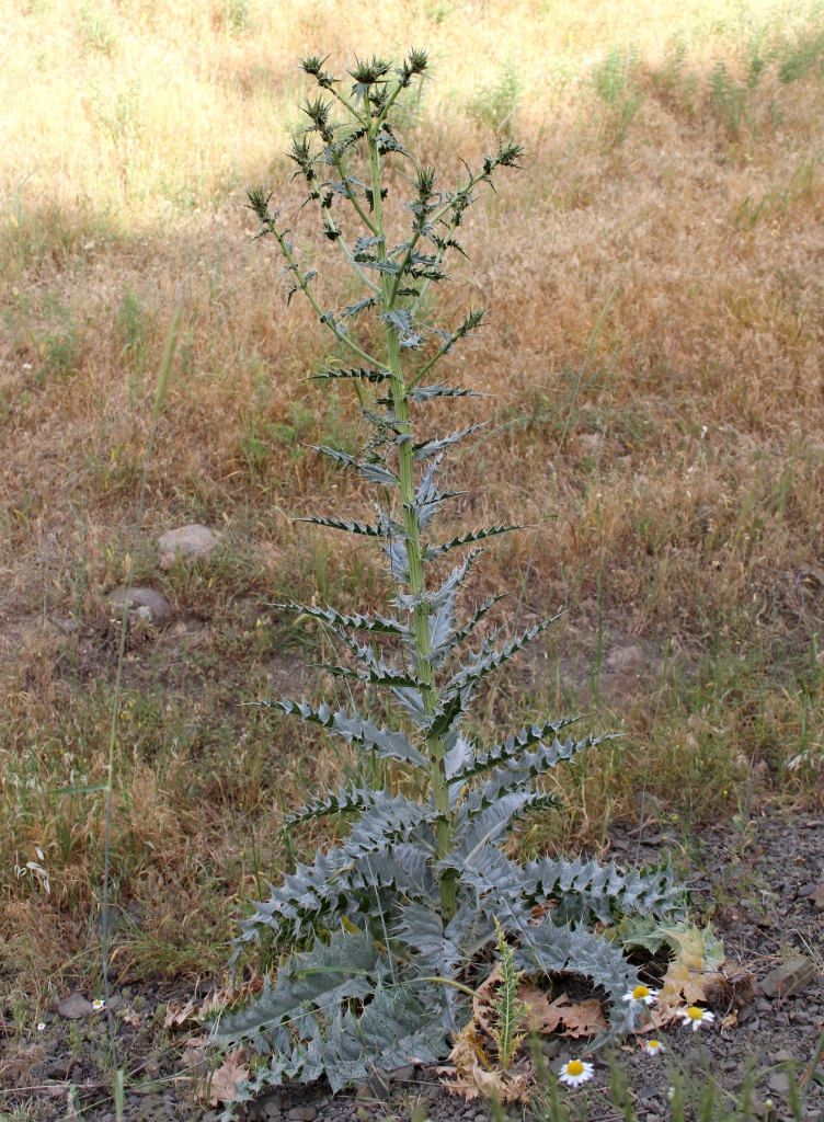 Изображение особи Cirsium congestum.