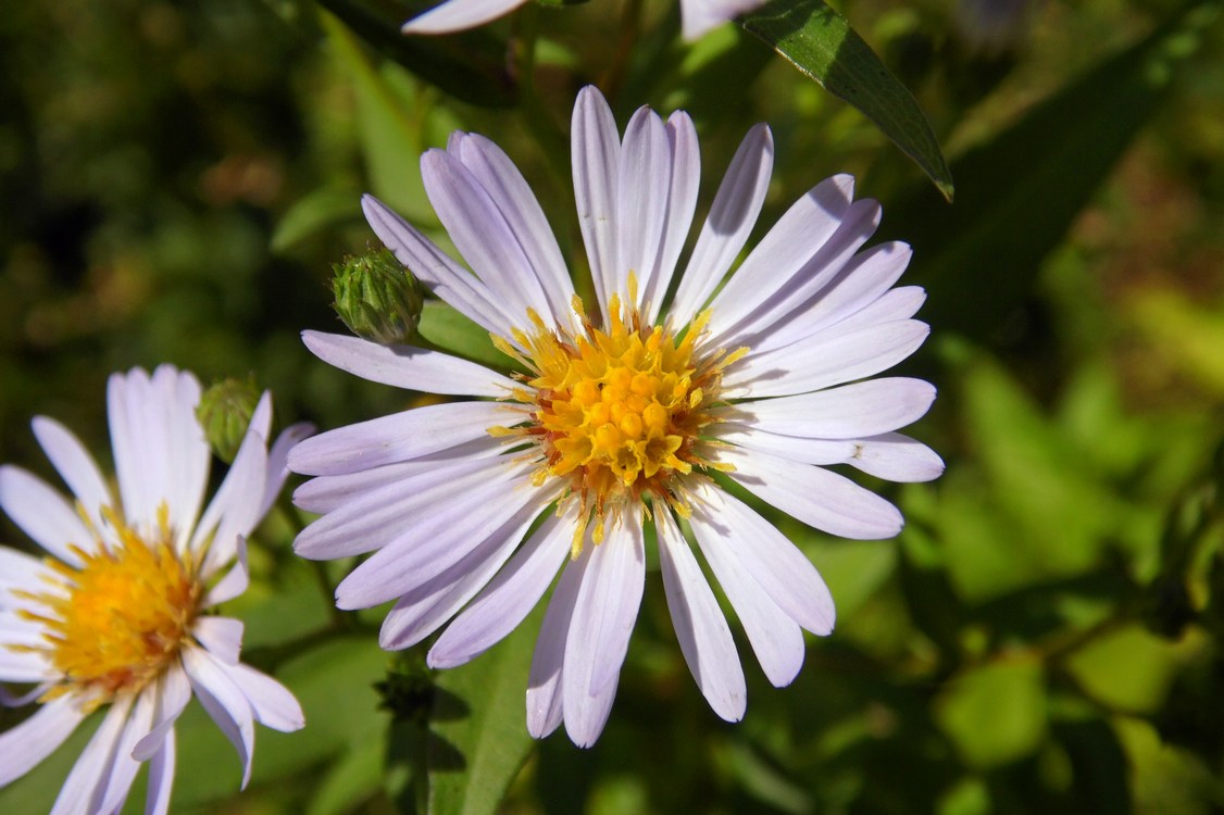 Изображение особи Symphyotrichum &times; salignum.