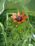 Adonis parviflora. Верхушка цветущего растения. Южный Казахстан, хр. Боролдайтау. 03.05.2007.