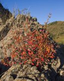 Berberis sibirica