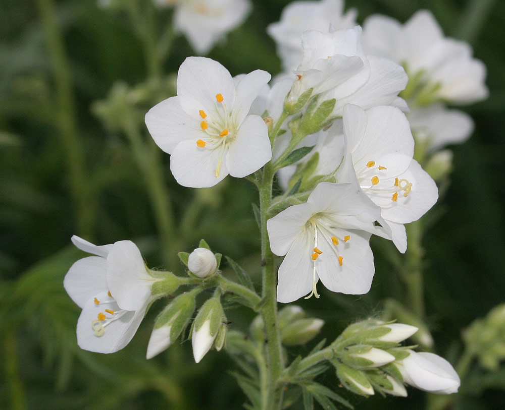 Image of Polemonium caeruleum specimen.