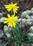 Scorzonera radiata. Цветущее растение. Южная Якутия, Нерюнгринский р-н, перевал Тит. 26.06.2008.