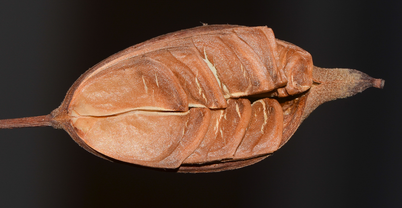 Image of Stenocarpus sinuatus specimen.