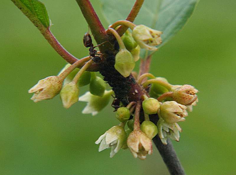 Изображение особи Frangula alnus.