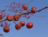 Malus baccata