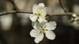 Prunus cerasifera. Цветки. Крым, Севастополь, в озеленении улицы. 04.03.2016.