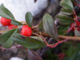 Cotoneaster