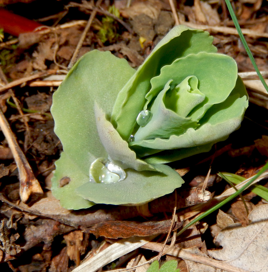 Image of Hylotelephium caucasicum specimen.