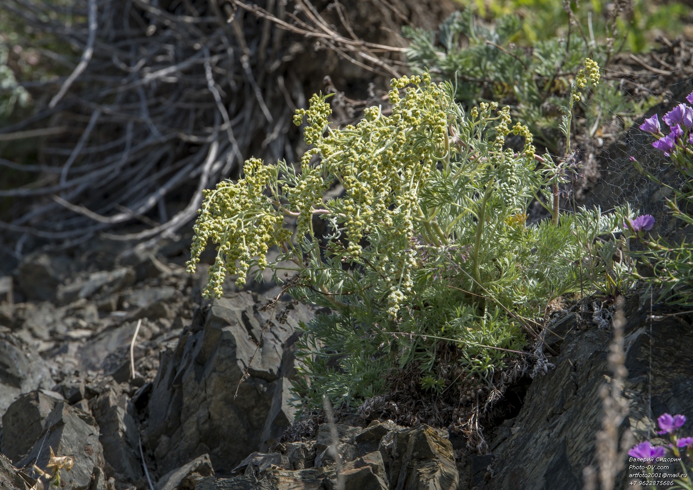 Image of genus Artemisia specimen.