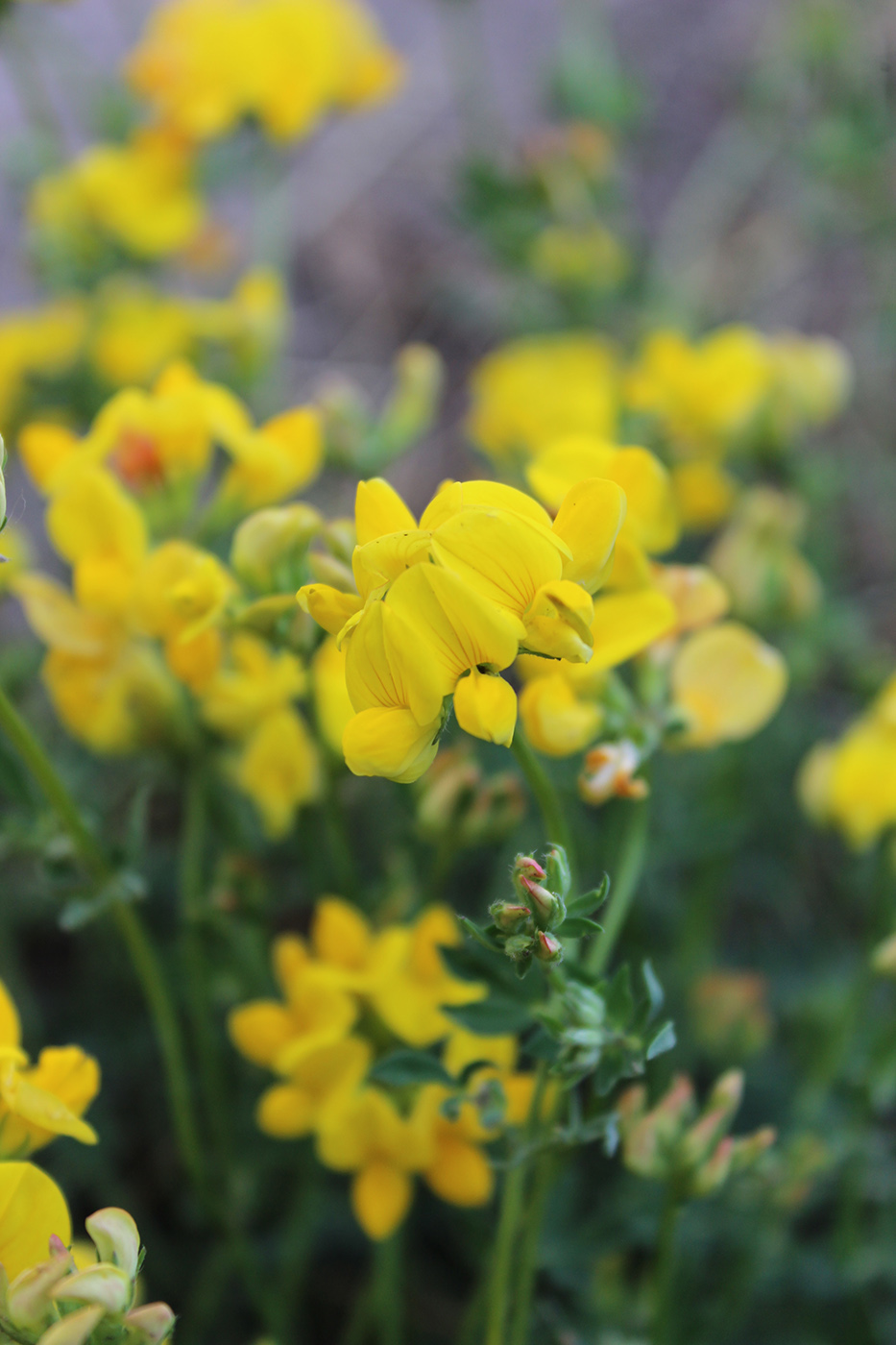 Изображение особи Lotus corniculatus.