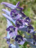 Corydalis turtschaninovii