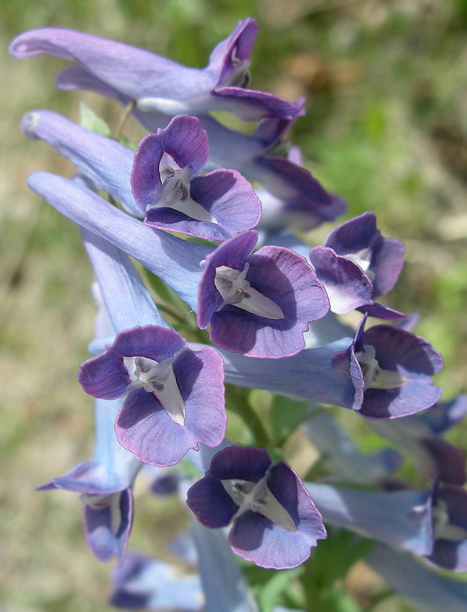 Изображение особи Corydalis turtschaninovii.