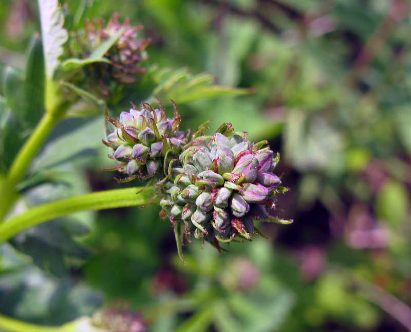 Image of Sanguisorba officinalis specimen.