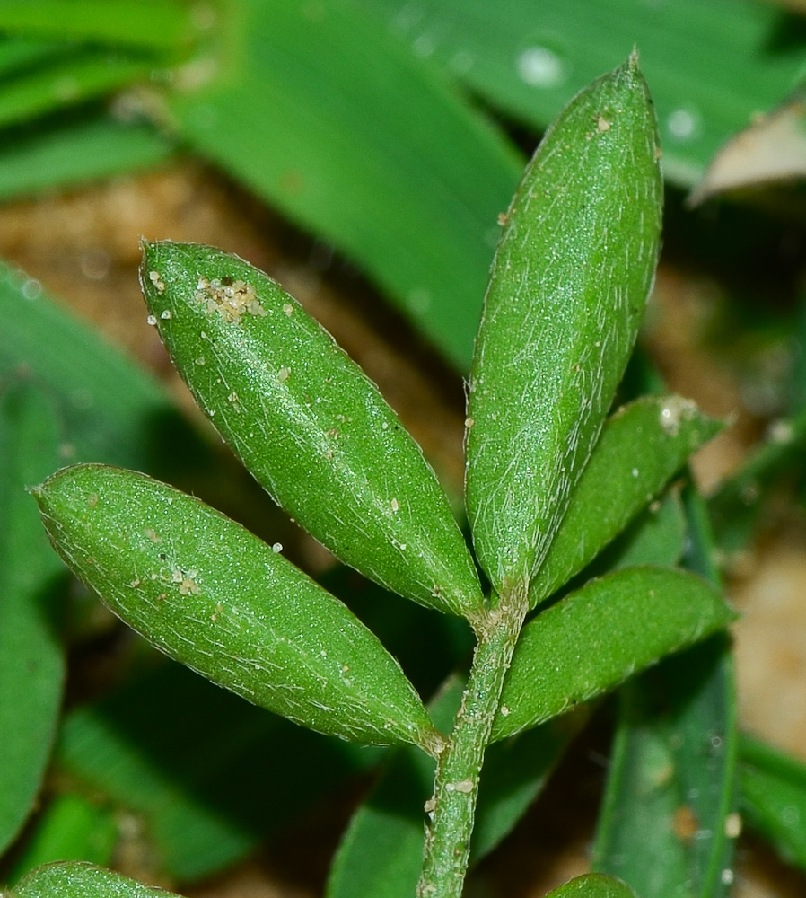 Изображение особи Onobrychis squarrosa.