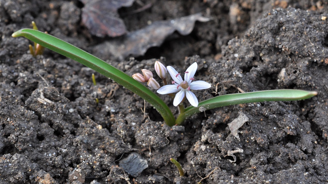 Image of Scilla bifolia specimen.