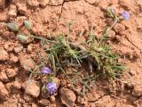 Astragalus nematodes