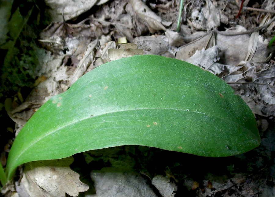 Изображение особи Platanthera chlorantha.