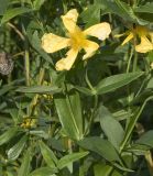Hypericum ascyron