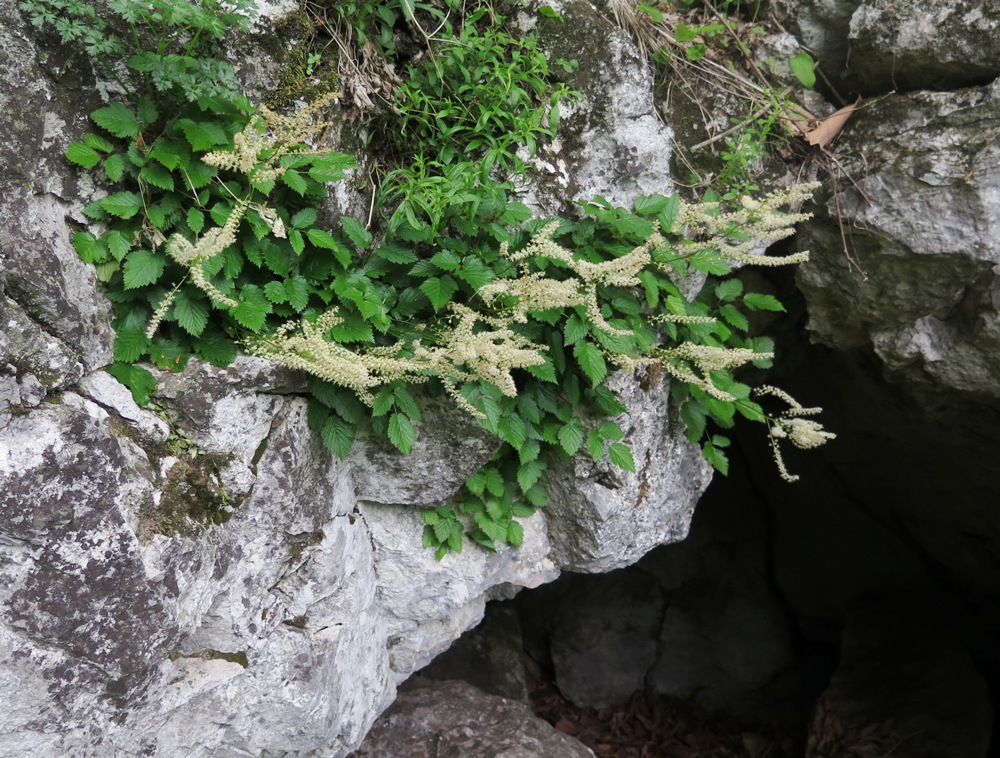 Изображение особи Aruncus parvulus.