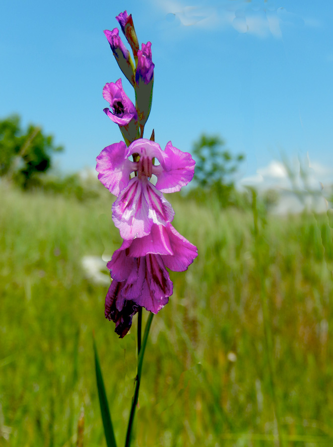 Image of Gladiolus tenuis specimen.