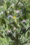 Echium biebersteinii. Средняя часть побега с соцветиями. Греция, о. Крит, холмы в южной окр. Ретимно (Ρέθυμνο), обочина дороги, маквис. 02.05.2014.
