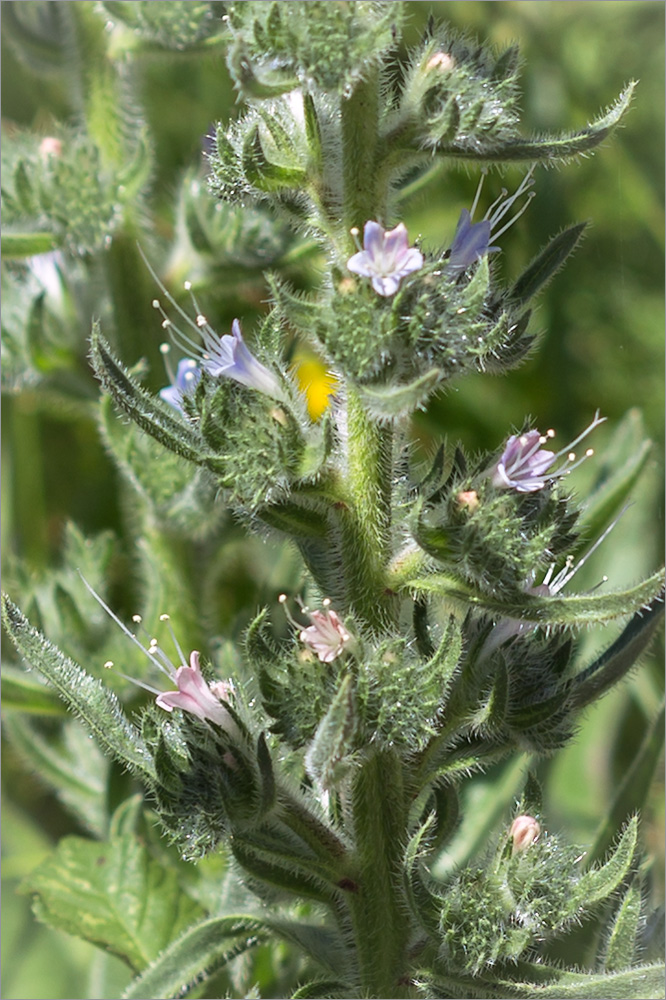 Изображение особи Echium biebersteinii.