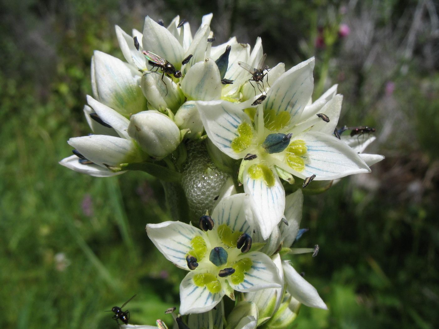 Изображение особи Swertia variabilis.