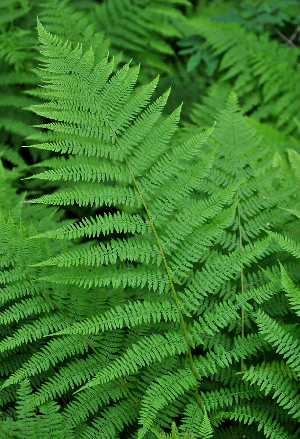 Image of Athyrium filix-femina specimen.