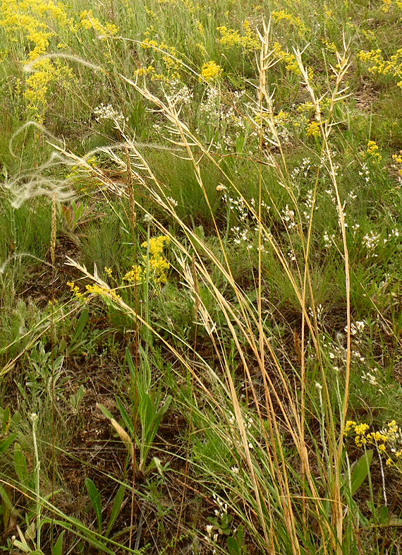 Image of Stipa graniticola specimen.