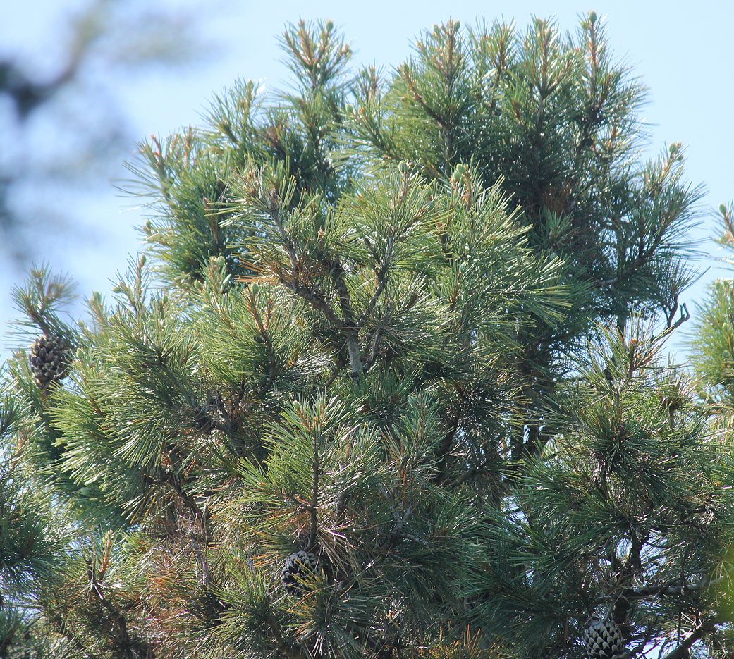 Изображение особи Pinus gerardiana.