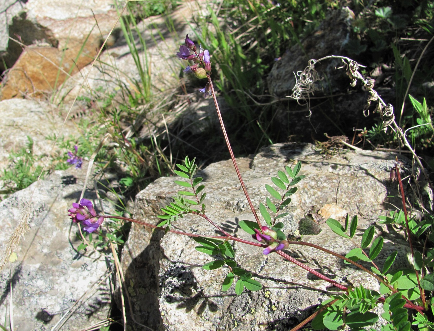 Image of Astragalus brachytropis specimen.