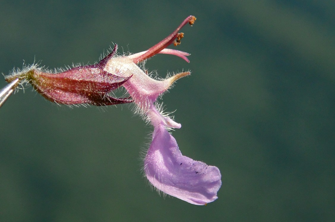 Image of Teucrium chamaedrys specimen.