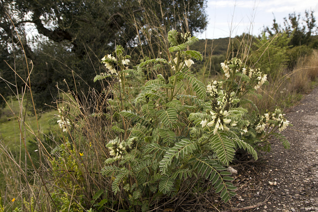 Изображение особи Erophaca baetica ssp. orientalis.