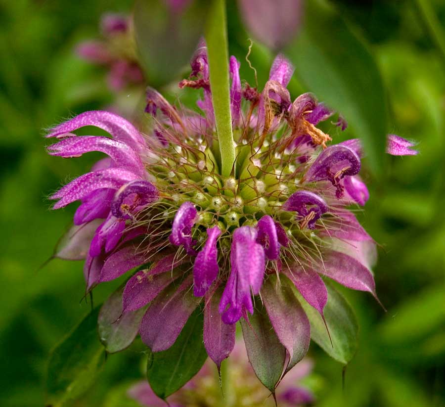 Изображение особи Monarda citriodora.