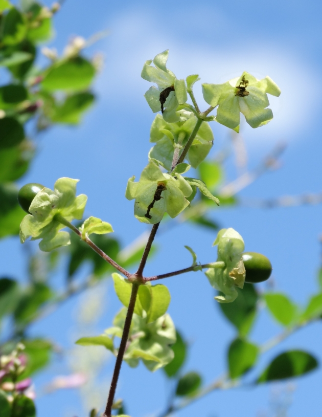 Изображение особи Cucubalus japonicus.