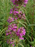 Pedicularis spicata