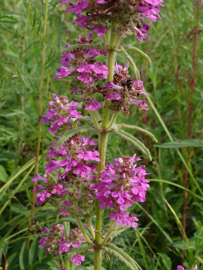 Изображение особи Pedicularis spicata.