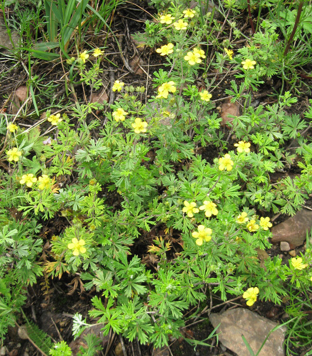 Изображение особи Potentilla argentea.