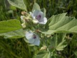 Althaea officinalis