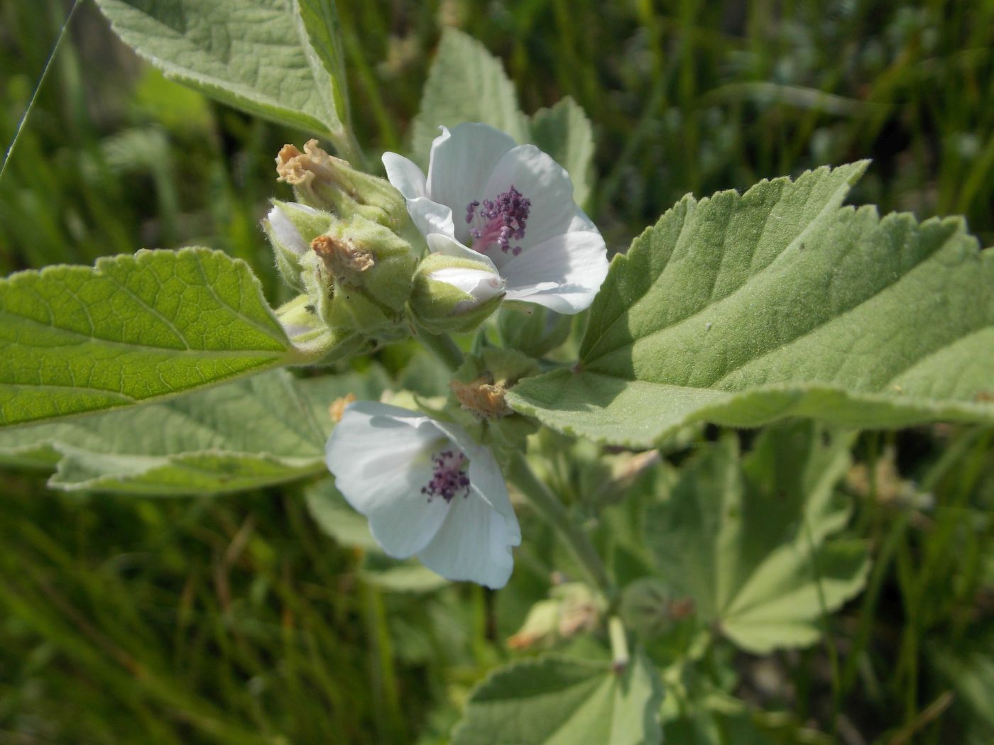 Изображение особи Althaea officinalis.