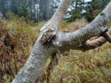 Betula lanata. Часть ствола дерева с основаниями скелетных ветвей. Приморье, Шкотовский р-н, окр. с. Анисимовка, хребет Ливадийский, гора Литовка, 1279 м н.у.м., хвойно-лиственный лес. 24.09.2016.