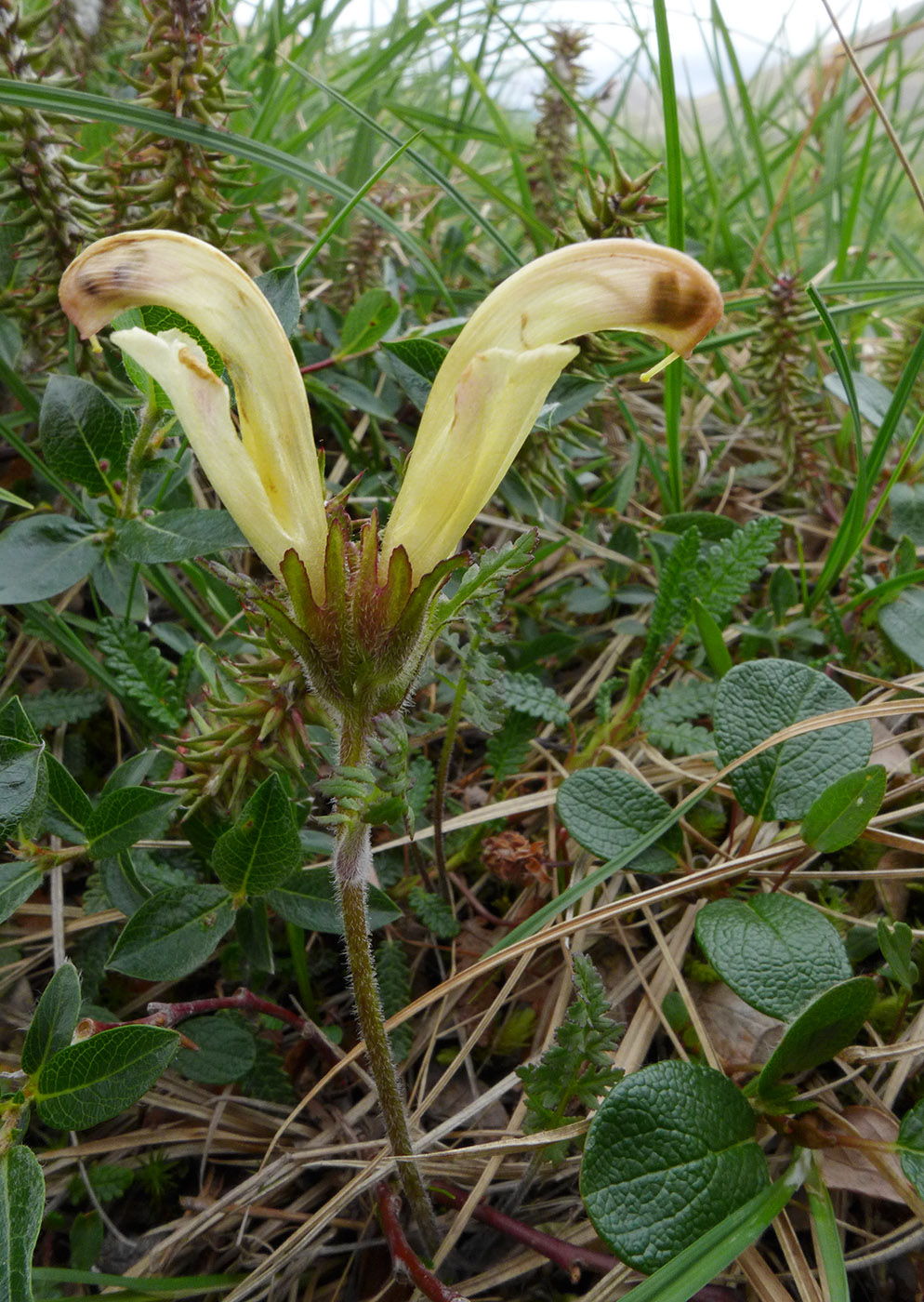 Image of Pedicularis capitata specimen.