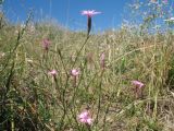 Dianthus karataviensis