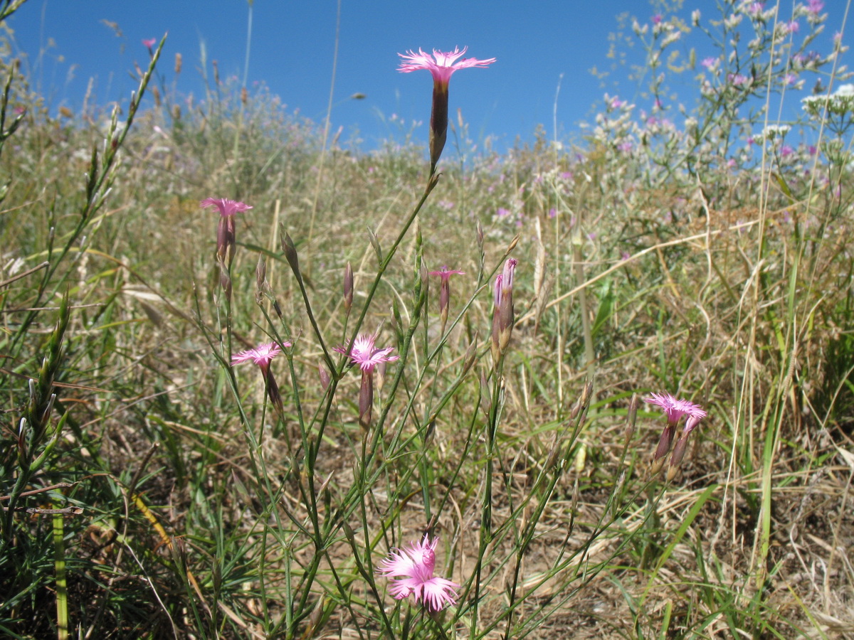 Изображение особи Dianthus karataviensis.