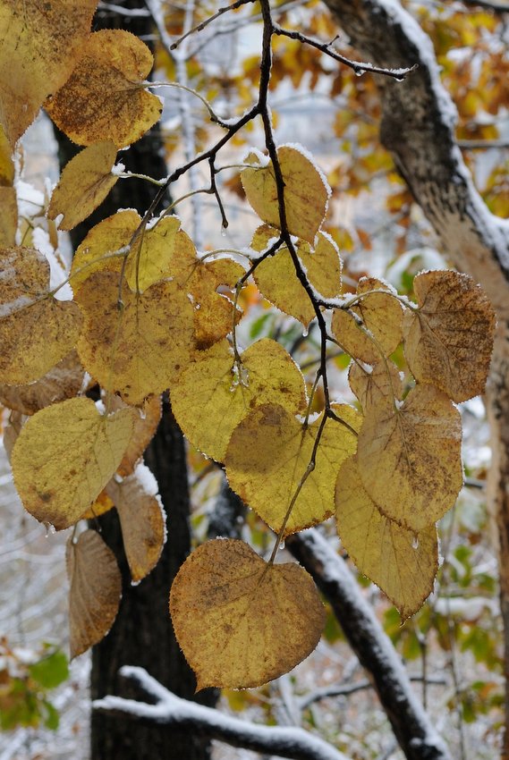 Изображение особи Tilia mandshurica.