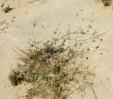 Sixalix arenaria