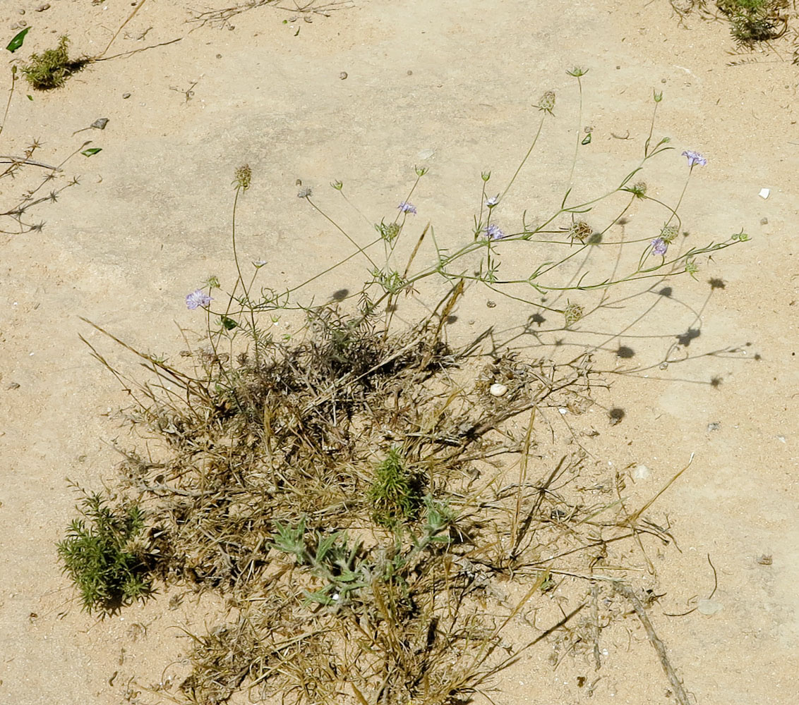 Image of Sixalix arenaria specimen.